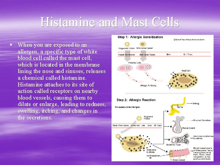 Histamine and Mast Cells § When you are exposed to an allergen, a specific