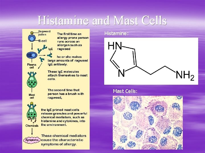 Histamine and Mast Cells Histamine: Mast Cells: 