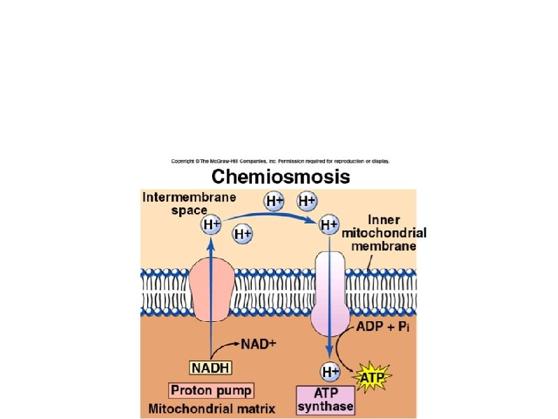 ATP Synthase a. General term for an enzyme that can synthesize ATP from ADP