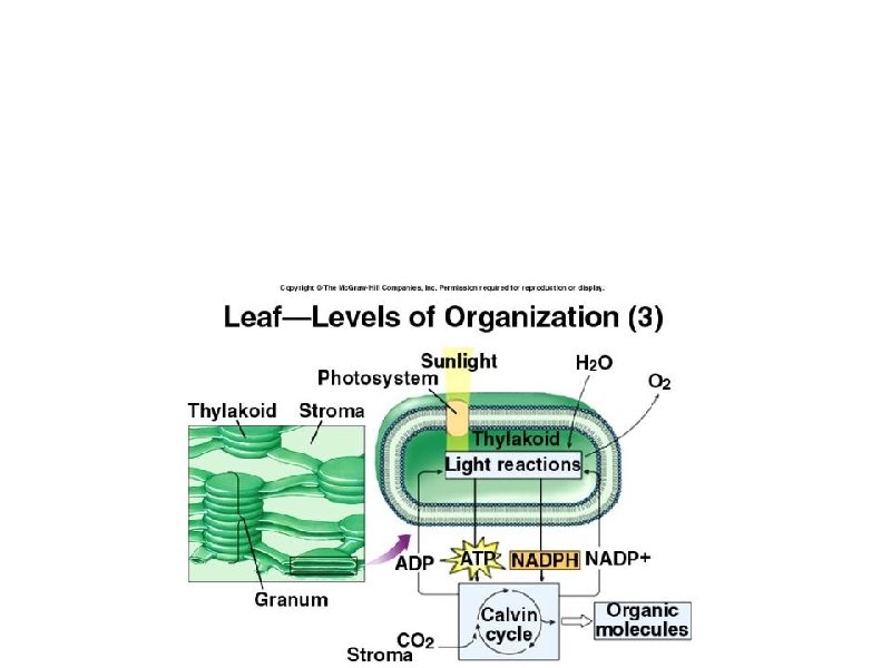 Photosynthesis a. Chloroplasts b. Calvin cycle c. C 4 & CAM plants 