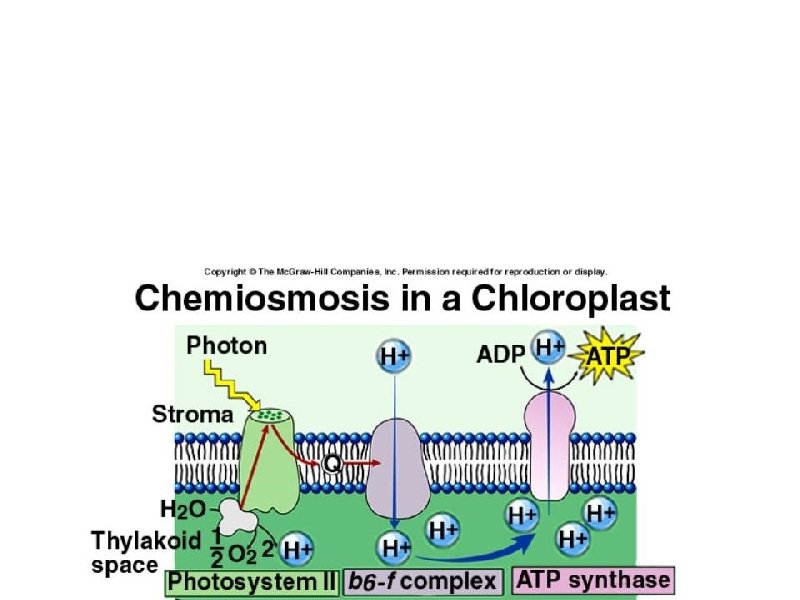 Chloroplasts a. H+ ion concentration in inner thylakoid space & flows out into stroma