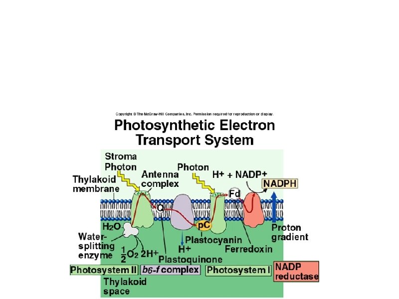 Light Dependent Reactions a. Photosystem II: 1 st protein complex, In thylakoid membrane, produces