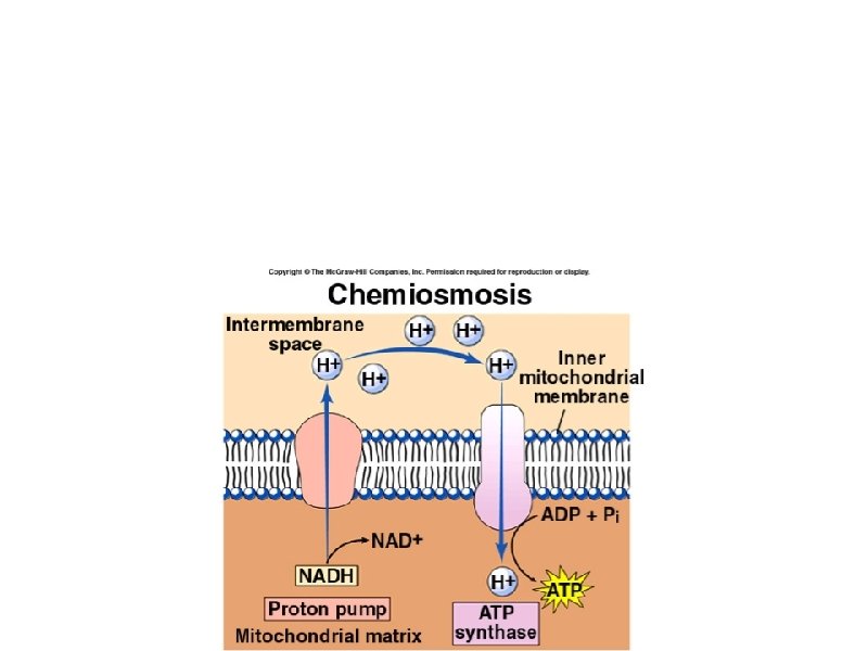 Chemiosmosis a. Pumping of H+ ions onto one side of a membrane through protein