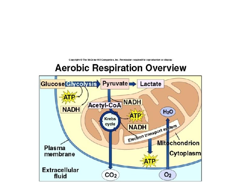 Respiration a. Mitochondria b. Anaerobic: glycolysis, fermentation 