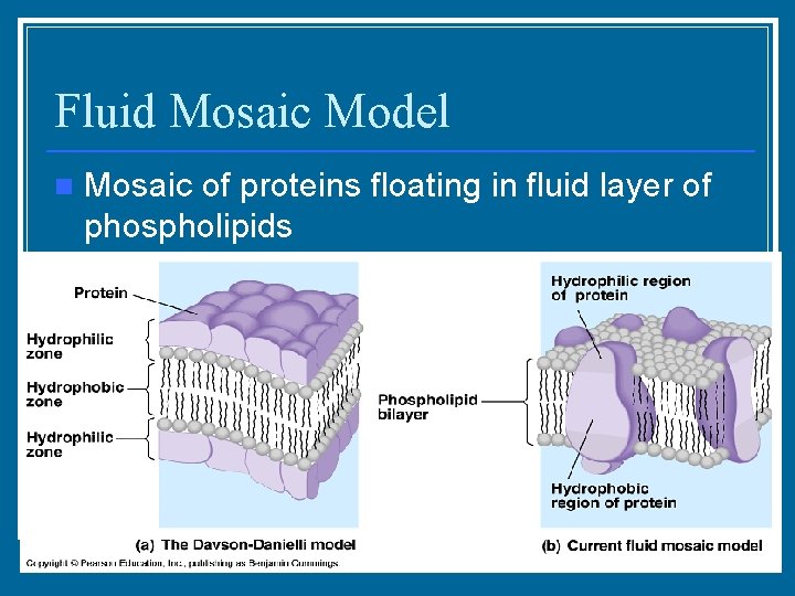 Fluid Mosaic Model n Mosaic of proteins floating in fluid layer of phospholipids 