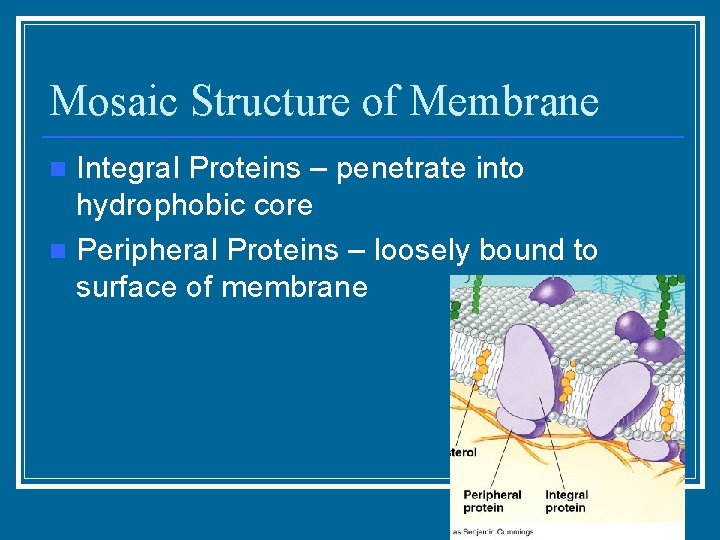 Mosaic Structure of Membrane Integral Proteins – penetrate into hydrophobic core n Peripheral Proteins
