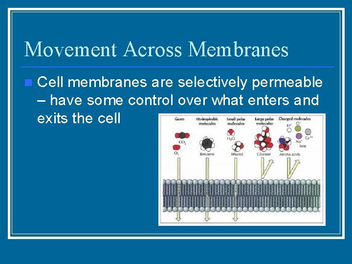 Movement Across Membranes n Cell membranes are selectively permeable – have some control over