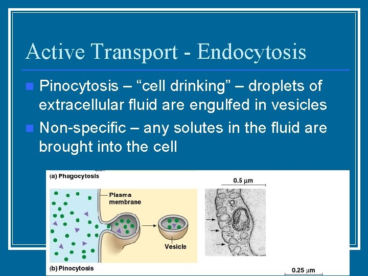 Active Transport - Endocytosis Pinocytosis – “cell drinking” – droplets of extracellular fluid are