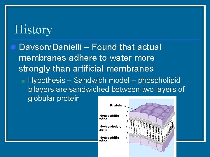 History n Davson/Danielli – Found that actual membranes adhere to water more strongly than