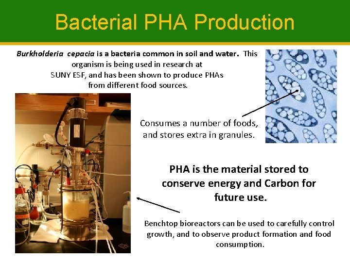 Bacterial PHA Production Burkholderia cepacia is a bacteria common in soil and water. This
