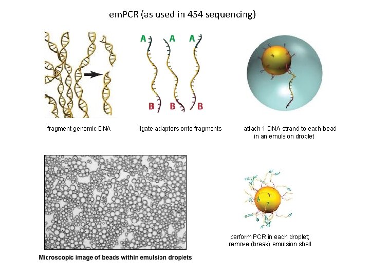 em. PCR (as used in 454 sequencing) fragment genomic DNA ligate adaptors onto fragments