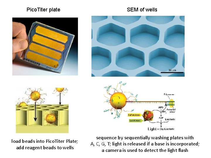 Pico. Titer plate load beads into Pico. Titer Plate; add reagent beads to wells