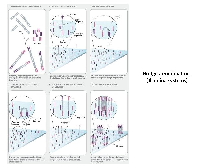 Bridge amplification (Illumina systems) 