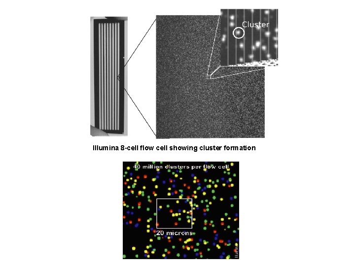 Illumina 8 -cell flow cell showing cluster formation 