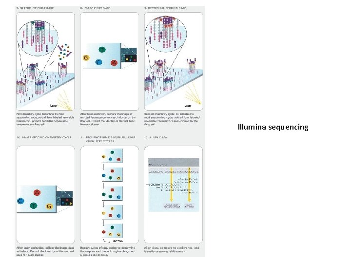 Illumina sequencing 