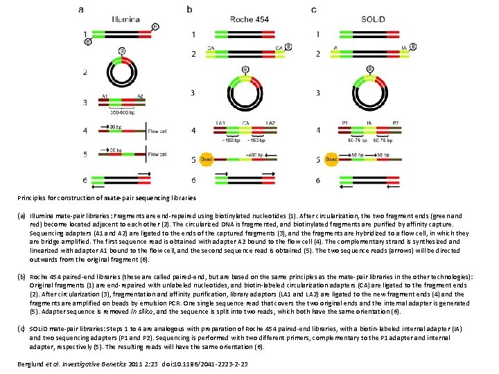 Principles for construction of mate-pair sequencing libraries (a) Illumina mate-pair libraries: Fragments are end-repaired