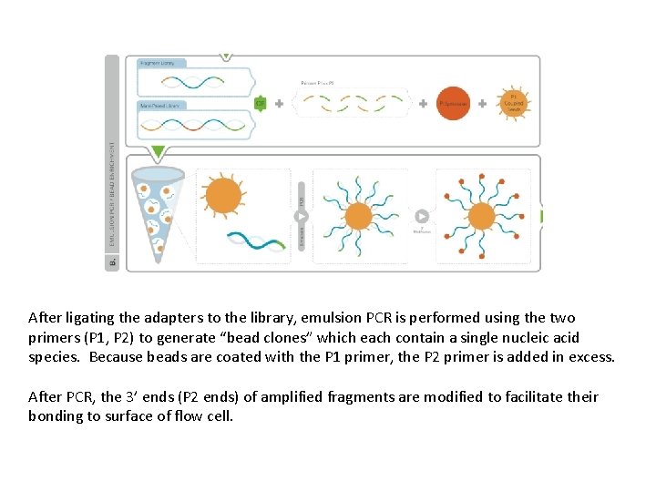 After ligating the adapters to the library, emulsion PCR is performed using the two