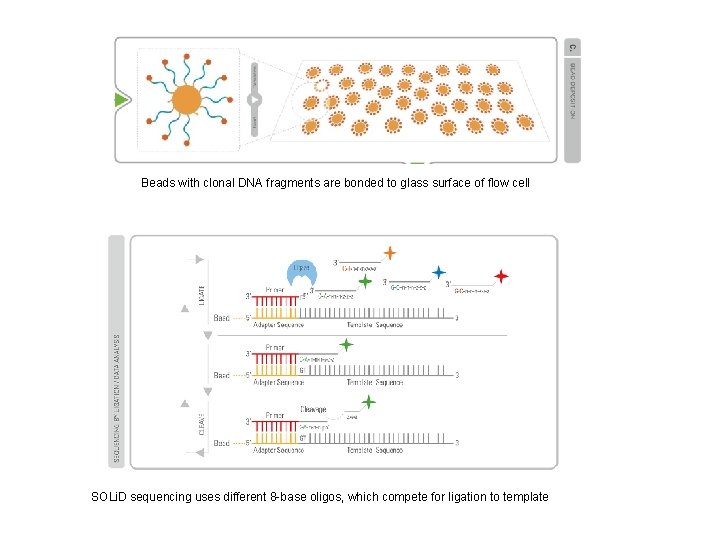 Beads with clonal DNA fragments are bonded to glass surface of flow cell SOLi.