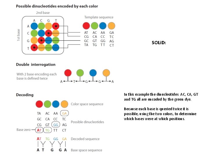 SOLi. D: In this example the dinucleotides AC, CA, GT and TG all are