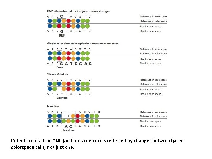 Detection of a true SNP (and not an error) is reflected by changes in