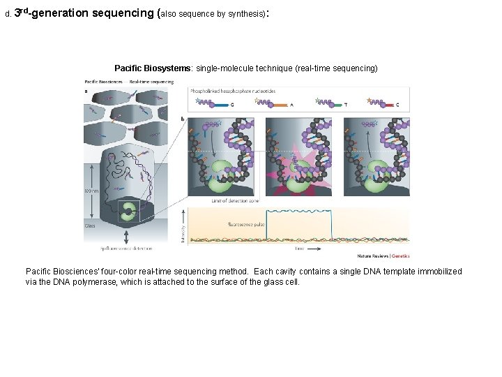 d. 3 rd-generation sequencing (also sequence by synthesis): Pacific Biosystems: single-molecule technique (real-time sequencing)