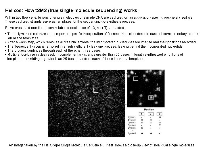 Helicos: How t. SMS (true single-molecule sequencing) works: Within two flow cells, billions of