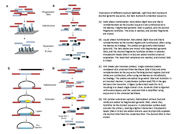 Illustration of different capture methods. Light blue bars represent desired genomic sequence, red bars