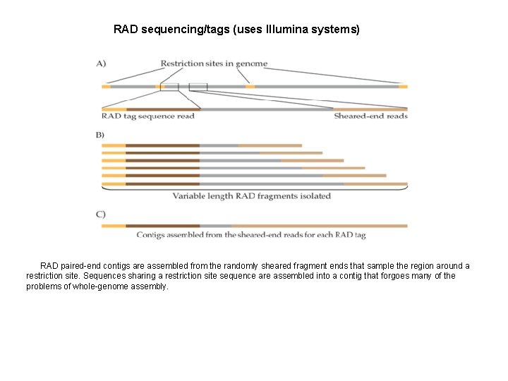 RAD sequencing/tags (uses Illumina systems) RAD paired-end contigs are assembled from the randomly sheared