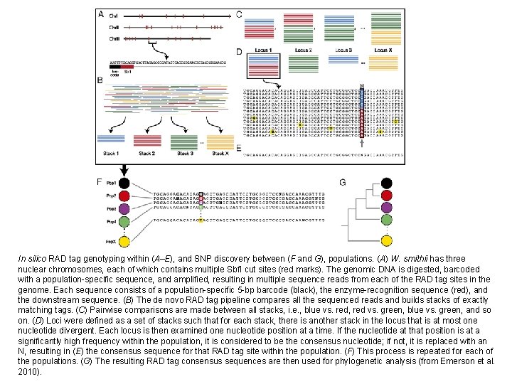 In silico RAD tag genotyping within (A–E), and SNP discovery between (F and G),