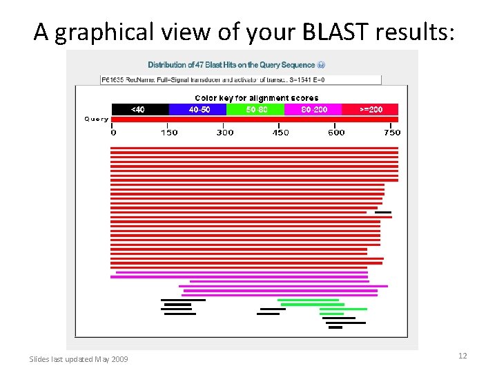 A graphical view of your BLAST results: Slides last updated May 2009 12 