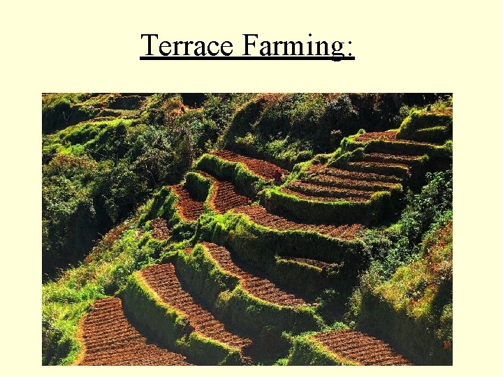 Terrace Farming: 