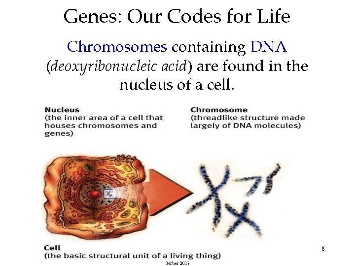 Genes: Our Codes for Life Chromosomes containing DNA (deoxyribonucleic acid) are found in the