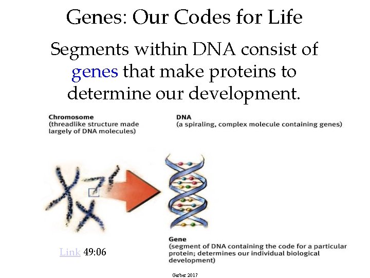 Genes: Our Codes for Life Segments within DNA consist of genes that make proteins