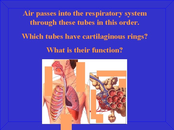 Air passes into the respiratory system through these tubes in this order. Which tubes