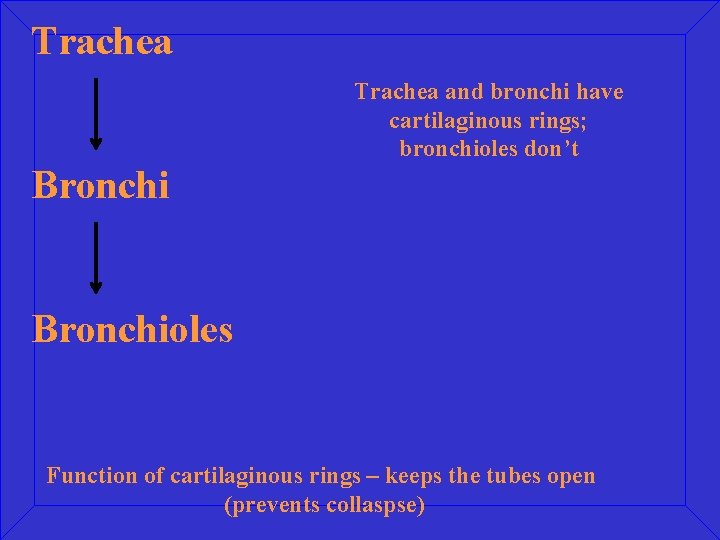 Trachea and bronchi have cartilaginous rings; bronchioles don’t Bronchioles Function of cartilaginous rings –