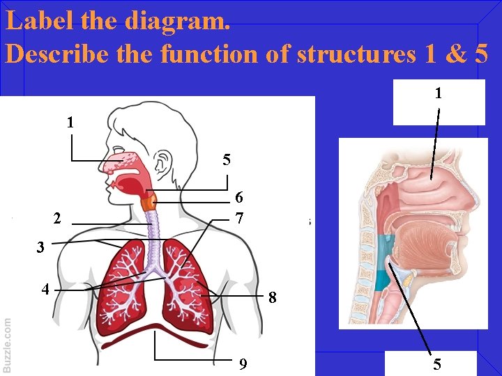 Label the diagram. Describe the function of structures 1 & 5 1 1 5