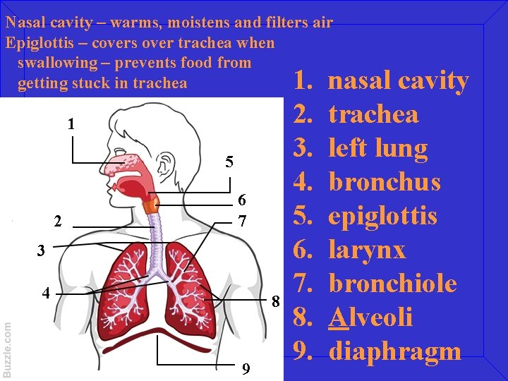 Nasal cavity – warms, moistens and filters air Epiglottis – covers over trachea when