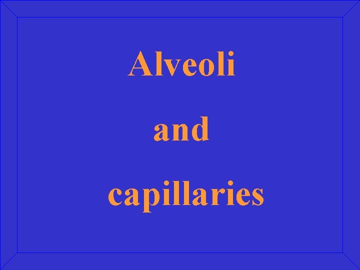 Alveoli and capillaries 