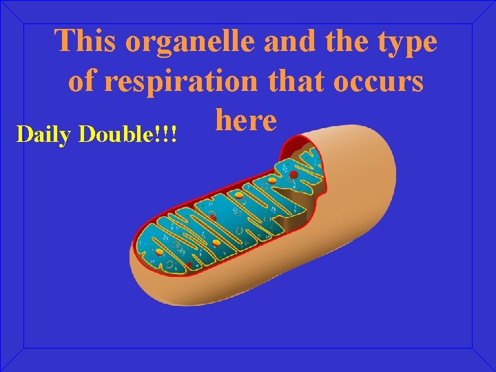 This organelle and the type of respiration that occurs here Daily Double!!! 