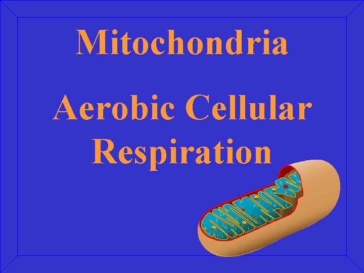 Mitochondria Aerobic Cellular Respiration 