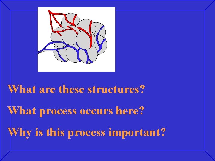 What are these structures? What process occurs here? Why is this process important? 