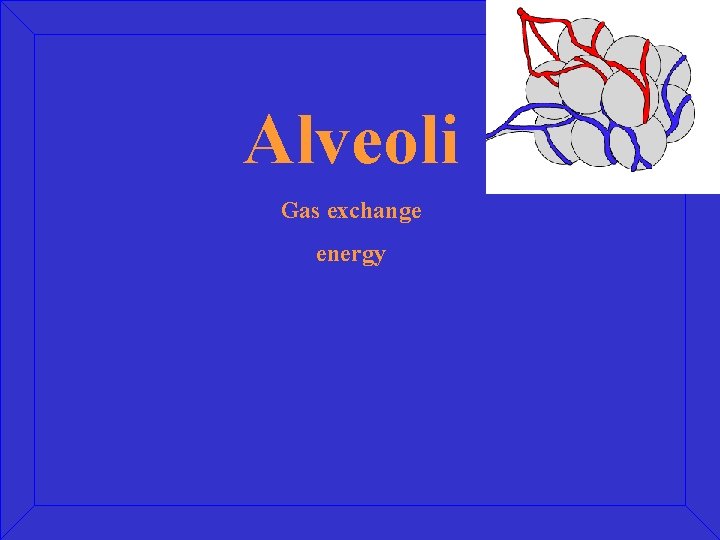 Alveoli Gas exchange energy 