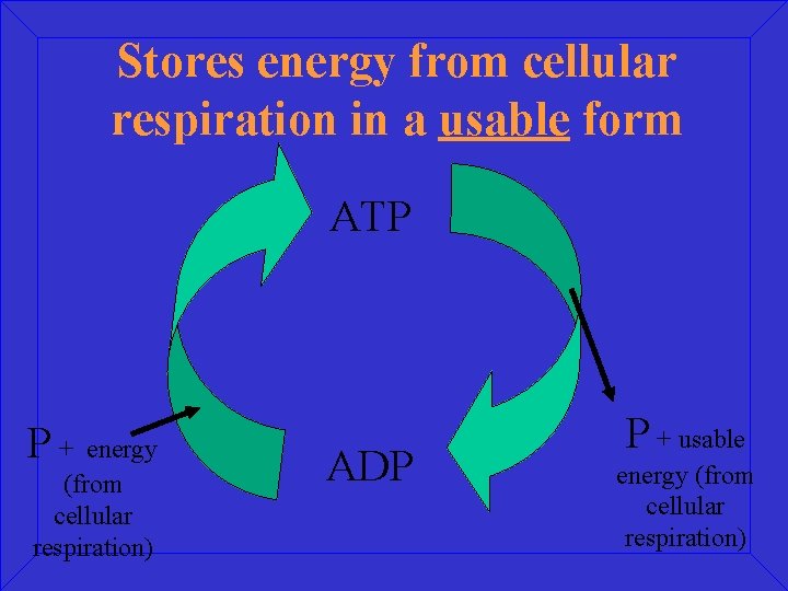 Stores energy from cellular respiration in a usable form ATP P P+ energy (from