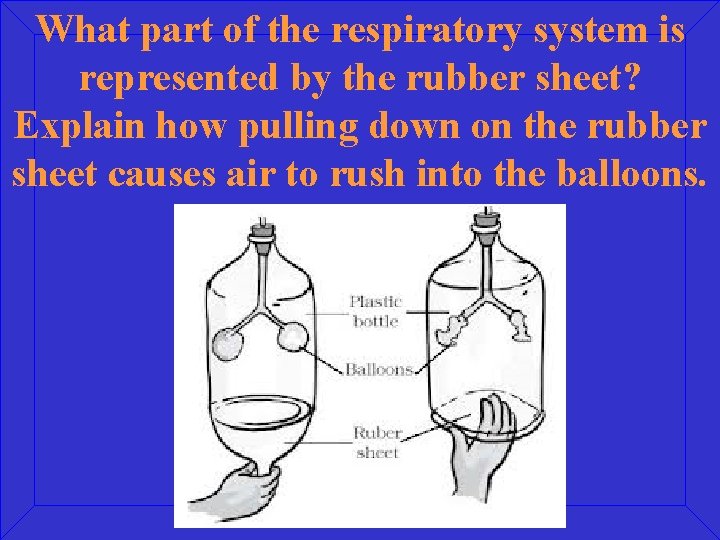 What part of the respiratory system is represented by the rubber sheet? Explain how