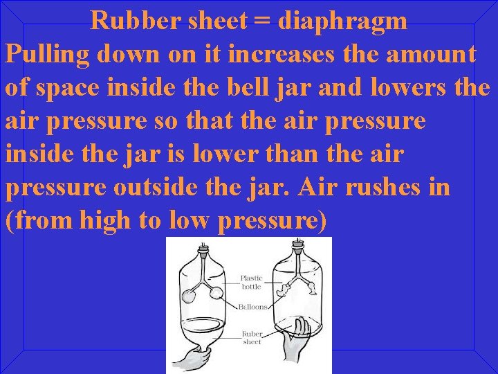 Rubber sheet = diaphragm Pulling down on it increases the amount of space inside