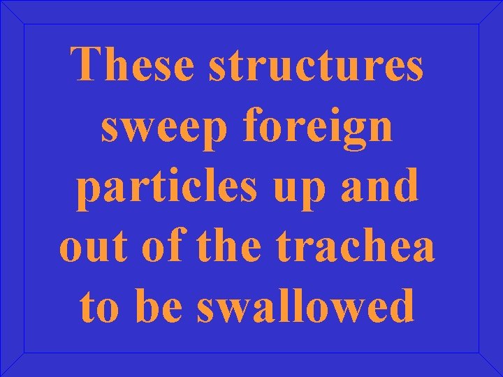 These structures sweep foreign particles up and out of the trachea to be swallowed