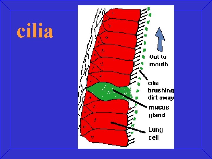 cilia 