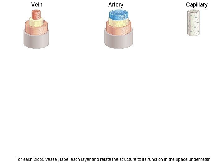 Vein Artery Capillary For each blood vessel, label each layer and relate the structure