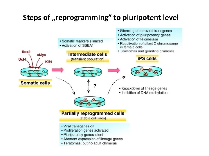 Steps of „reprogramming” to pluripotent level 
