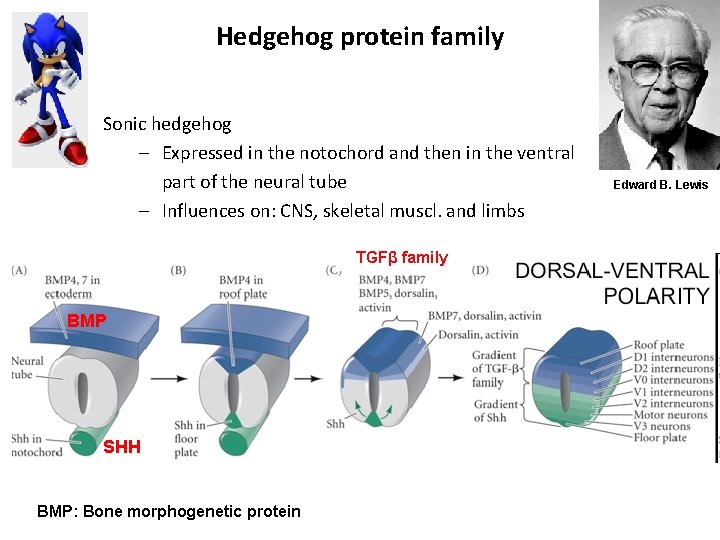 Hedgehog protein family Sonic hedgehog – Expressed in the notochord and then in the